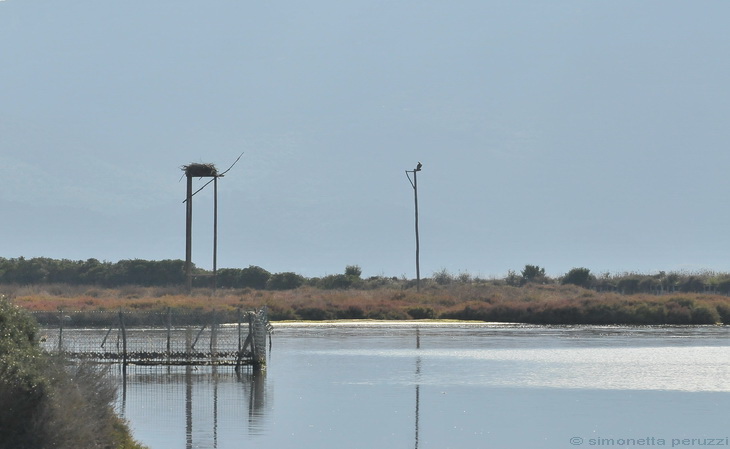 Oasi di Orbetello